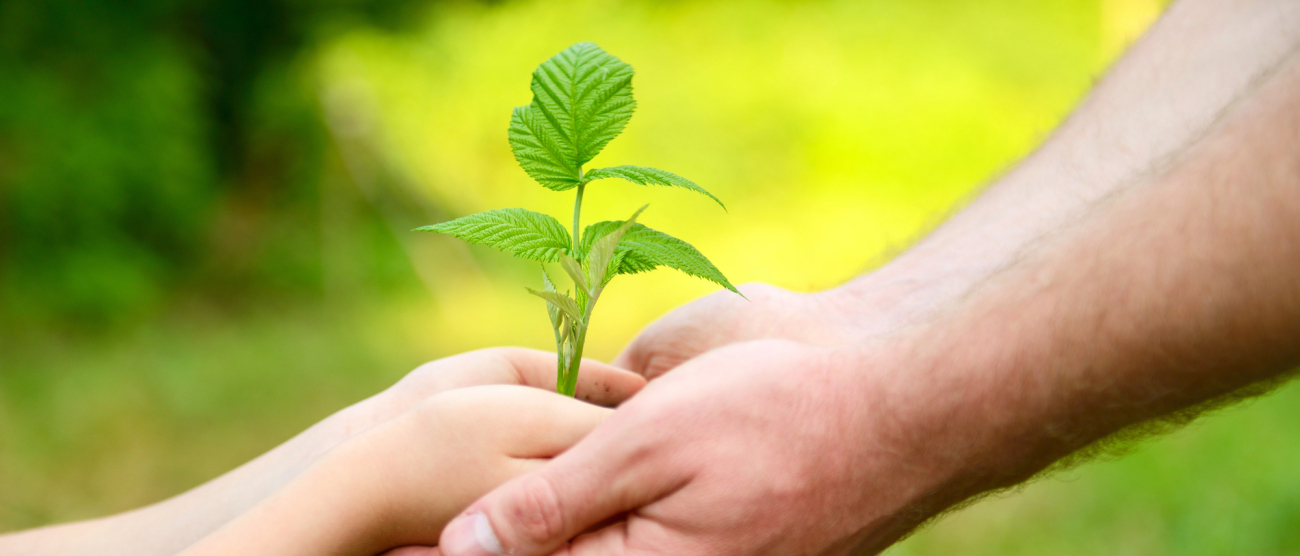 splecione dłonie w środku mała sadzonka rośliny